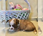 Small Photo #6 Chihuahua Puppy For Sale in NEWVILLE, PA, USA