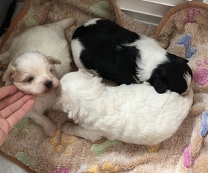 Pom-A-Poo Puppy for sale in SILVER SPRING, MD, USA