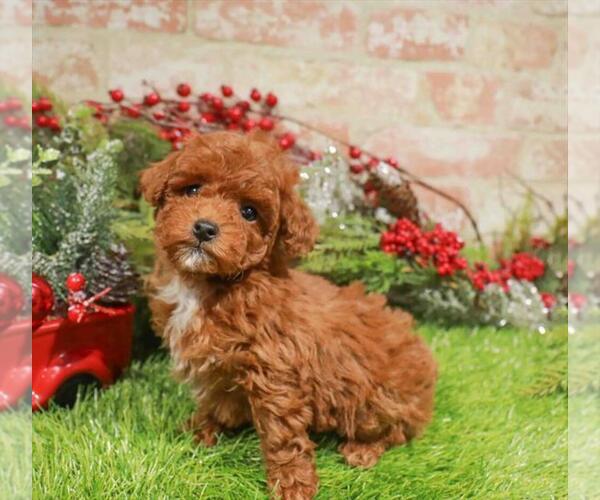 Medium Photo #1 Poodle (Toy) Puppy For Sale in DEAL, NJ, USA