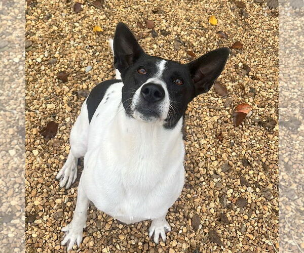 Medium Photo #5 Pointer-Unknown Mix Puppy For Sale in Anniston, AL, USA