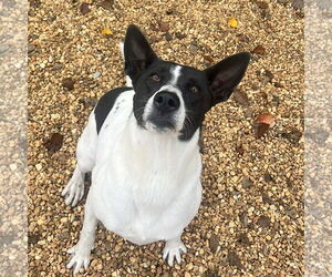 Sandy - Female Canaan Dog-Pointer Mix Dog for Adoption - Photo #5