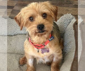 Medium Mutt