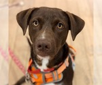 Small #23 Chocolate Labrador retriever Mix