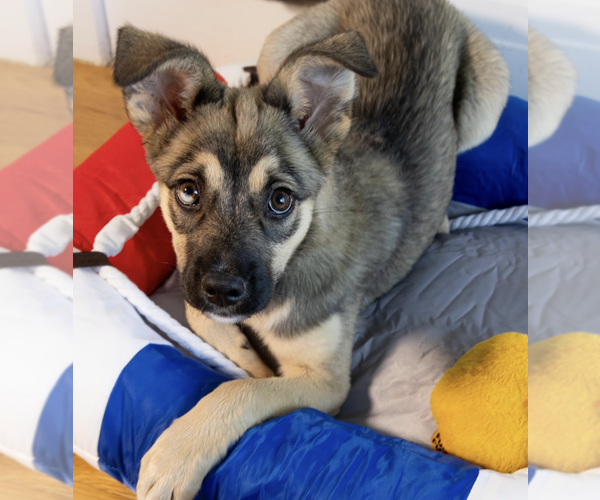 Medium Photo #3 Siberian Husky-Unknown Mix Puppy For Sale in Brooklyn, NY, USA