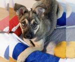 Small #2 Siberian Husky Mix