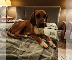 Redbone Coonhound Dogs for adoption in Los Angeles, CA, USA