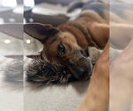 Small #2 Australian Kelpie-German Shepherd Dog Mix
