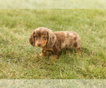 Small #4 Dachshund