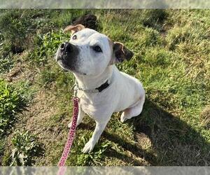 American Pit Bull Terrier-Unknown Mix Dogs for adoption in McKinleyville, CA, USA