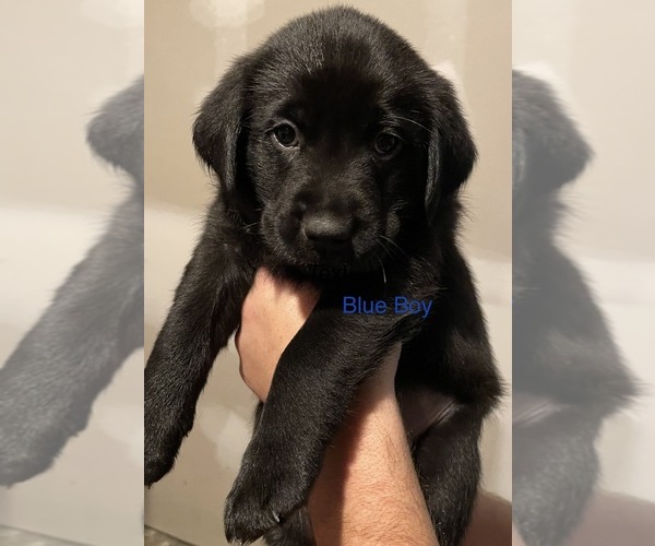 Medium Photo #6 Golden Labrador Puppy For Sale in MUSKEGON, MI, USA