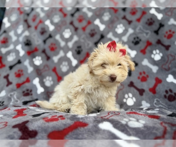 Medium Photo #6 Havapoo Puppy For Sale in LAKELAND, FL, USA