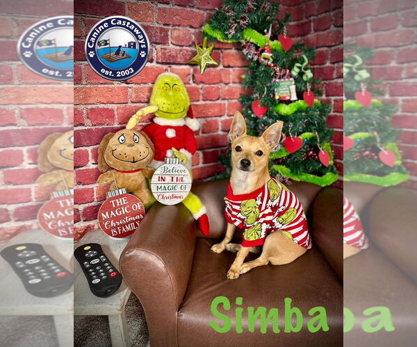 Medium Photo #3 Chihuahua Puppy For Sale in Arcadia, FL, USA