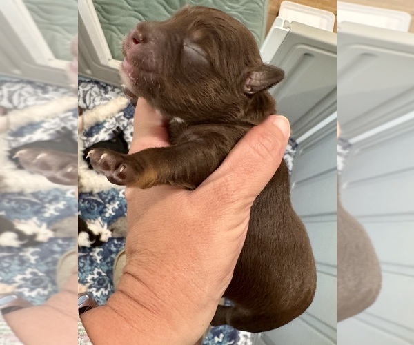 Medium Photo #15 Aussiedoodle Miniature  Puppy For Sale in ROCK HILL, SC, USA