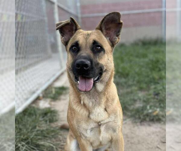 Medium Photo #1 German Shepherd Dog-Unknown Mix Puppy For Sale in Modesto, CA, USA