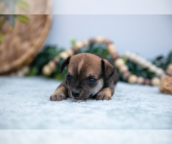 Medium Photo #3 Chihuahua-Chorkie Mix Puppy For Sale in FREDERICKTOWN, OH, USA