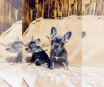 Small Photo #5 French Bulldog Puppy For Sale in BELLVIEW, TX, USA