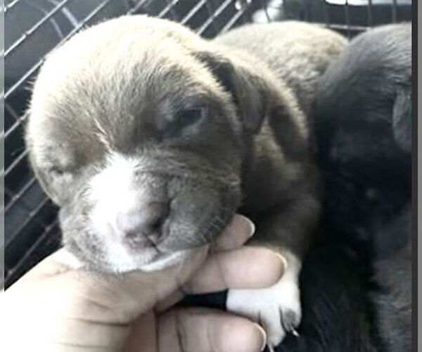 Medium Photo #2 Staffordshire Bull Terrier Puppy For Sale in Houston, TX, USA