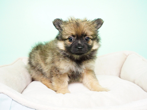 Medium Photo #1 Pomeranian Puppy For Sale in LA MIRADA, CA, USA