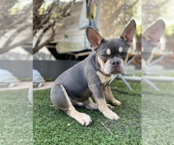 Medium Photo #5 French Bulldog Puppy For Sale in TEMECULA, CA, USA