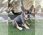 Small Photo #5 French Bulldog Puppy For Sale in TEMECULA, CA, USA