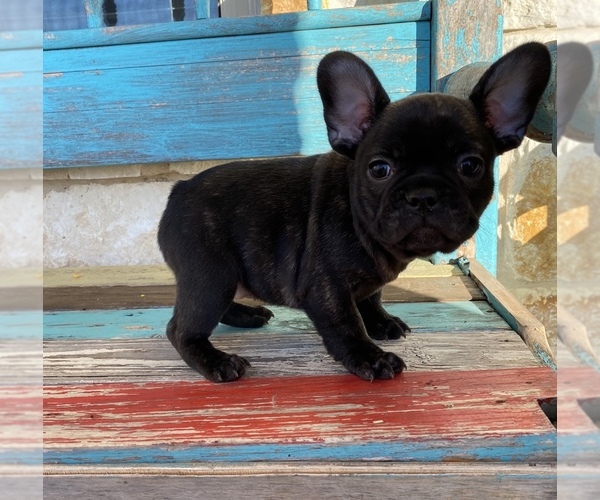 Medium Photo #2 French Bulldog Puppy For Sale in WEST, TX, USA