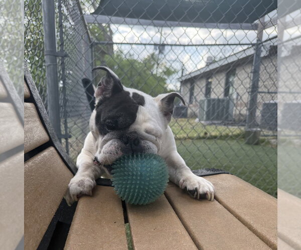 Medium Photo #2 Bulldog-Unknown Mix Puppy For Sale in Brewster, NY, USA