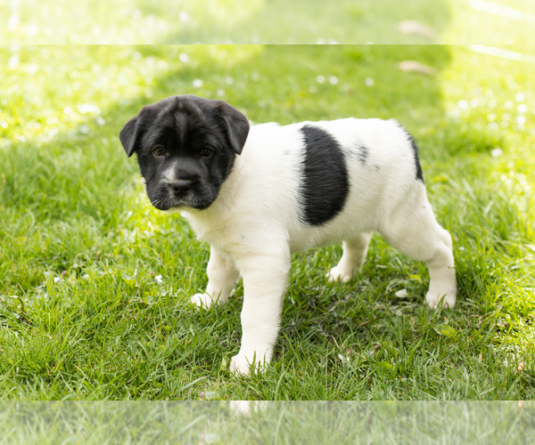 Medium Photo #1 Cocker-Pei Puppy For Sale in MILLERSBURG, IN, USA