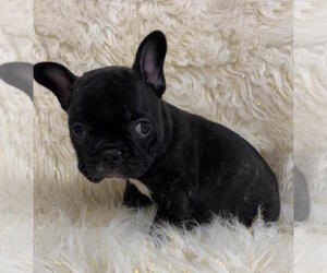 Medium French Bulldog