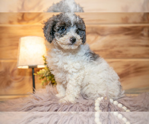 Medium Poodle (Miniature)