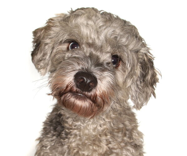 Medium Photo #1 Cavapoo (Miniature) Puppy For Sale in Oakland Park, FL, USA