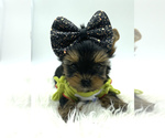 Small Photo #4 Yorkshire Terrier Puppy For Sale in CORAL SPRINGS, FL, USA