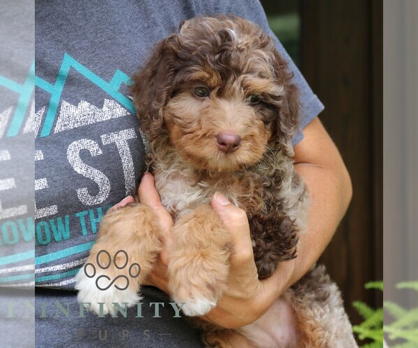 Medium Photo #5 Bernedoodle (Miniature) Puppy For Sale in NARVON, PA, USA