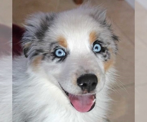 Australian Shepherd Puppy for sale in SAINT LOUIS, MO, USA