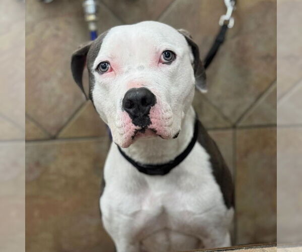 Medium Photo #5 American Staffordshire Terrier Puppy For Sale in Cranford, NJ, USA