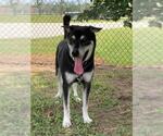 Small #2 Siberian Husky Mix