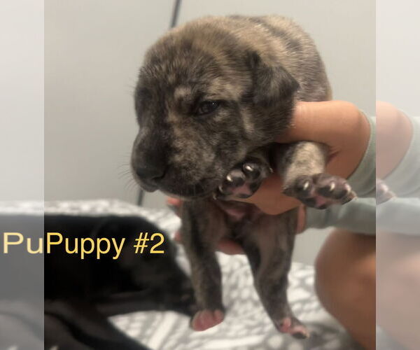 Medium Photo #10 Labrador Retriever-Plott Hound Mix Puppy For Sale in Sanford, FL, USA