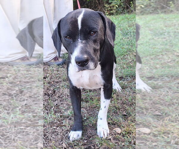 Medium Photo #3 Basset Hound-Border Collie Mix Puppy For Sale in Wetumpka, AL, USA