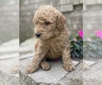 Small Photo #6 Goldendoodle Puppy For Sale in FORDLAND, MO, USA