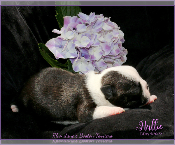 Medium Photo #2 Boston Terrier Puppy For Sale in MOSELLE, MS, USA