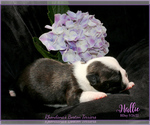 Small Photo #2 Boston Terrier Puppy For Sale in MOSELLE, MS, USA