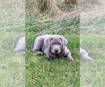 Small #6 Labrador Retriever