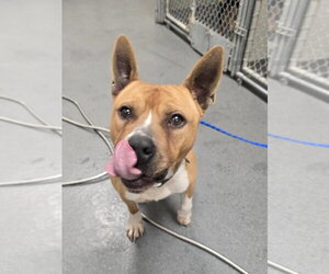 Mutt Dogs for adoption in Glen Allen, VA, USA