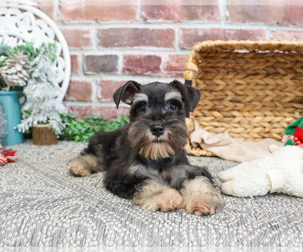Medium Photo #3 Schnauzer (Miniature) Puppy For Sale in SYRACUSE, IN, USA