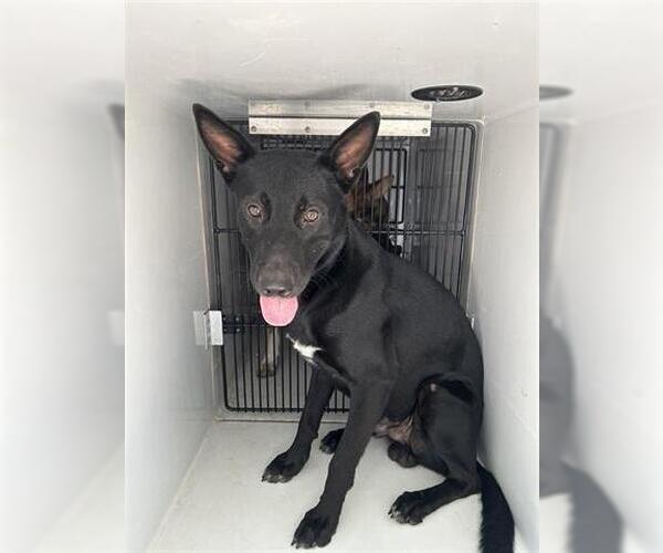 Medium Photo #1 German Shepherd Dog-Unknown Mix Puppy For Sale in Houston, TX, USA