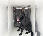Small German Shepherd Dog Mix