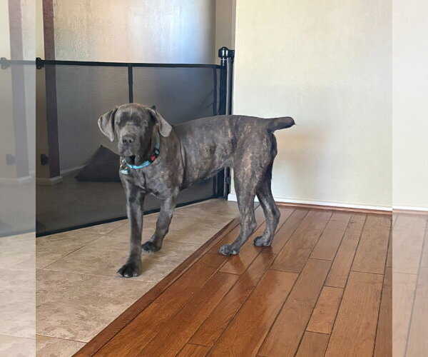 Medium Photo #1 Mutt Puppy For Sale in Goodyear, AZ, USA