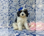 Small Photo #2 Cavapoo Puppy For Sale in KINZERS, PA, USA