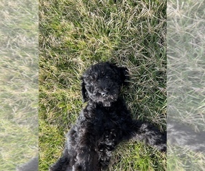 Double Doodle Puppy for sale in LEXINGTON, KY, USA