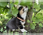 Small #4 Pembroke Welsh Corgi
