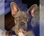 Small Photo #1 French Bulldog Puppy For Sale in VILLA RICA, GA, USA